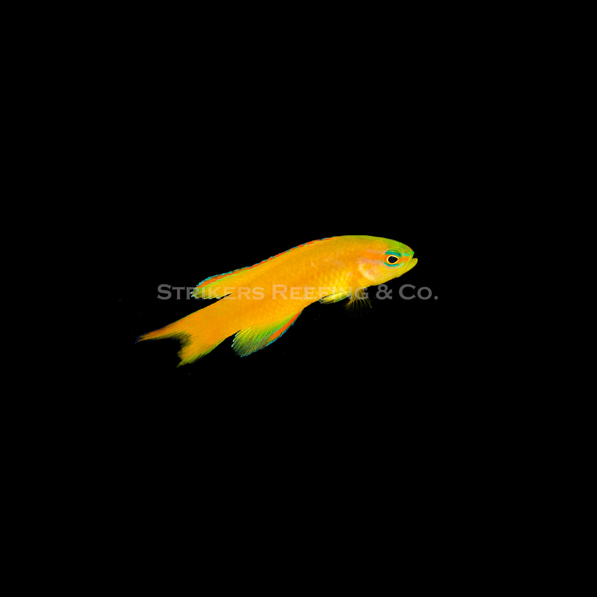 Deepwater Golden Assessor Basslet DGB1 WYSIWYG Strikers Reefing