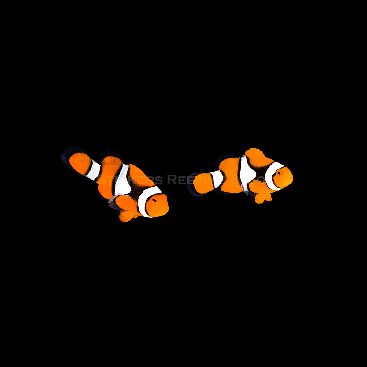 True Percula Clownfish main image 0