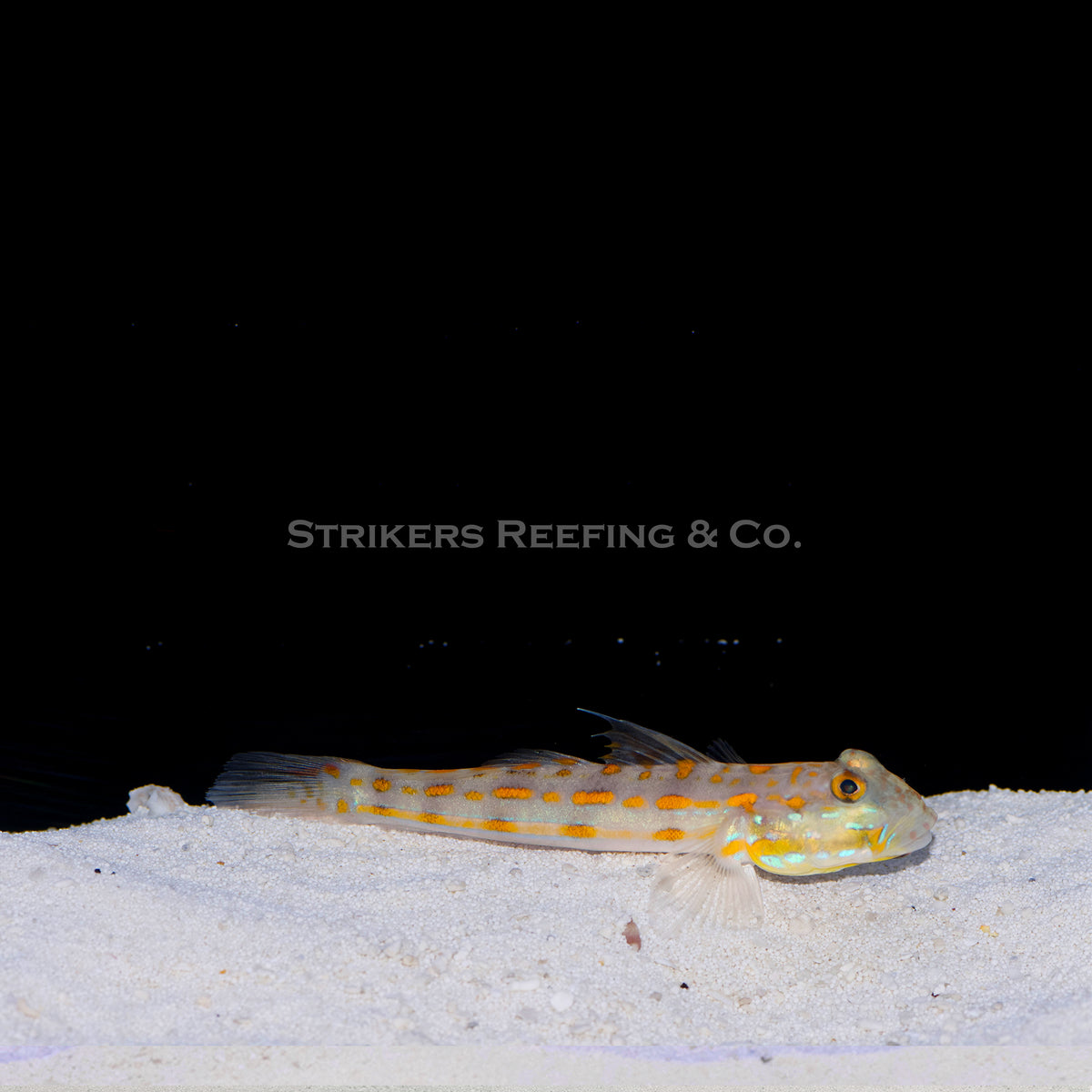 Sand Sifting Diamond Goby SD2 WYSIWYG Strikers Reefing