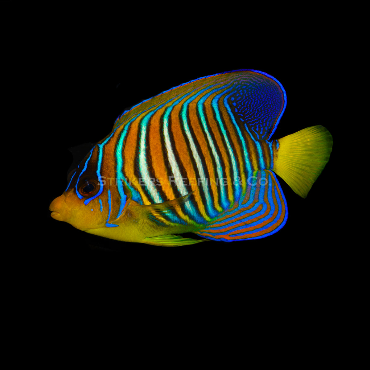 Red Sea Regal Angel Adult - RA4 - WYSIWYG – Strikers Reefing