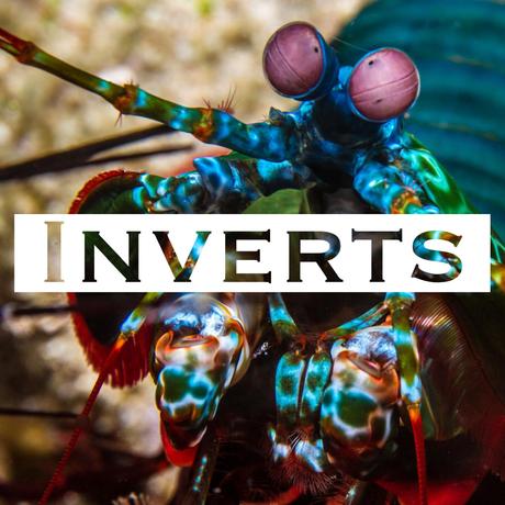 Inverts