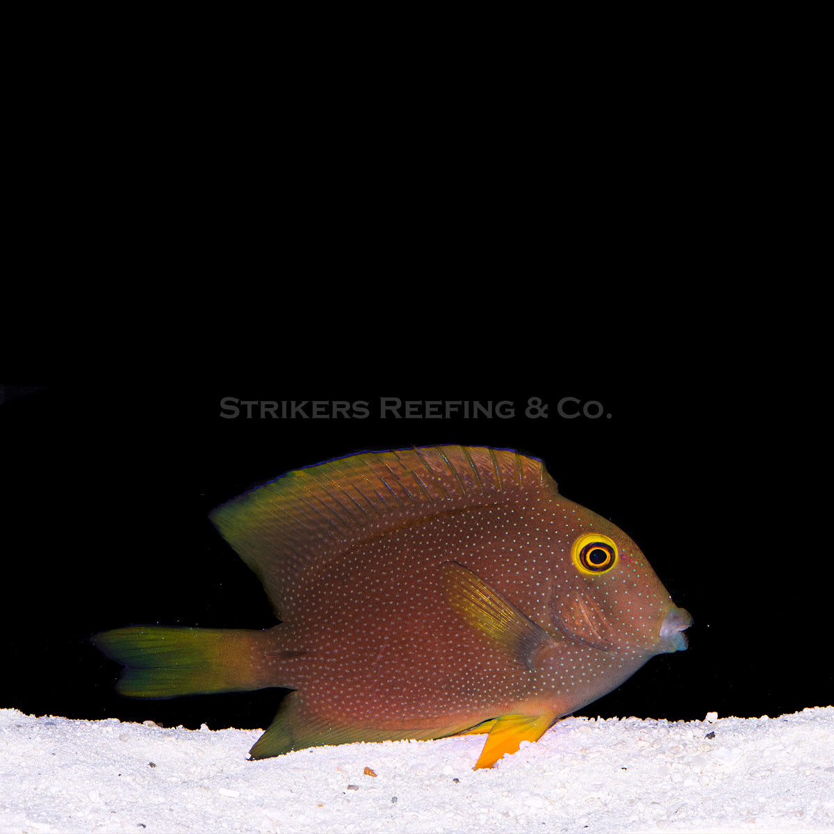 Kole Bristletooth Tang YEK3 WYSIWYG Strikers Reefing