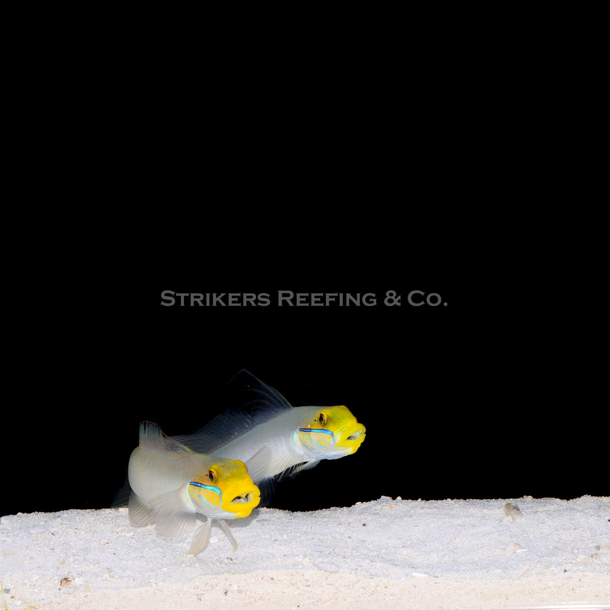 Sand Sifting Sleeper Goby (Bonded Pair) SF2 WYSIWYG Strikers Reefing