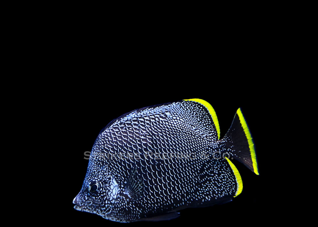 Saltwater Butterfly Fish For Sale