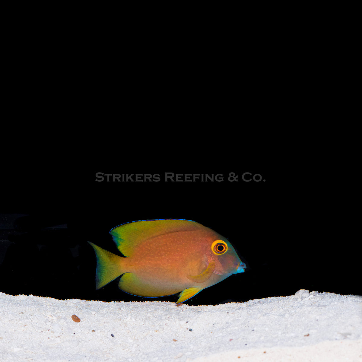 Baby Kole Bristletooth Tang YEK4 WYSIWYG Strikers Reefing