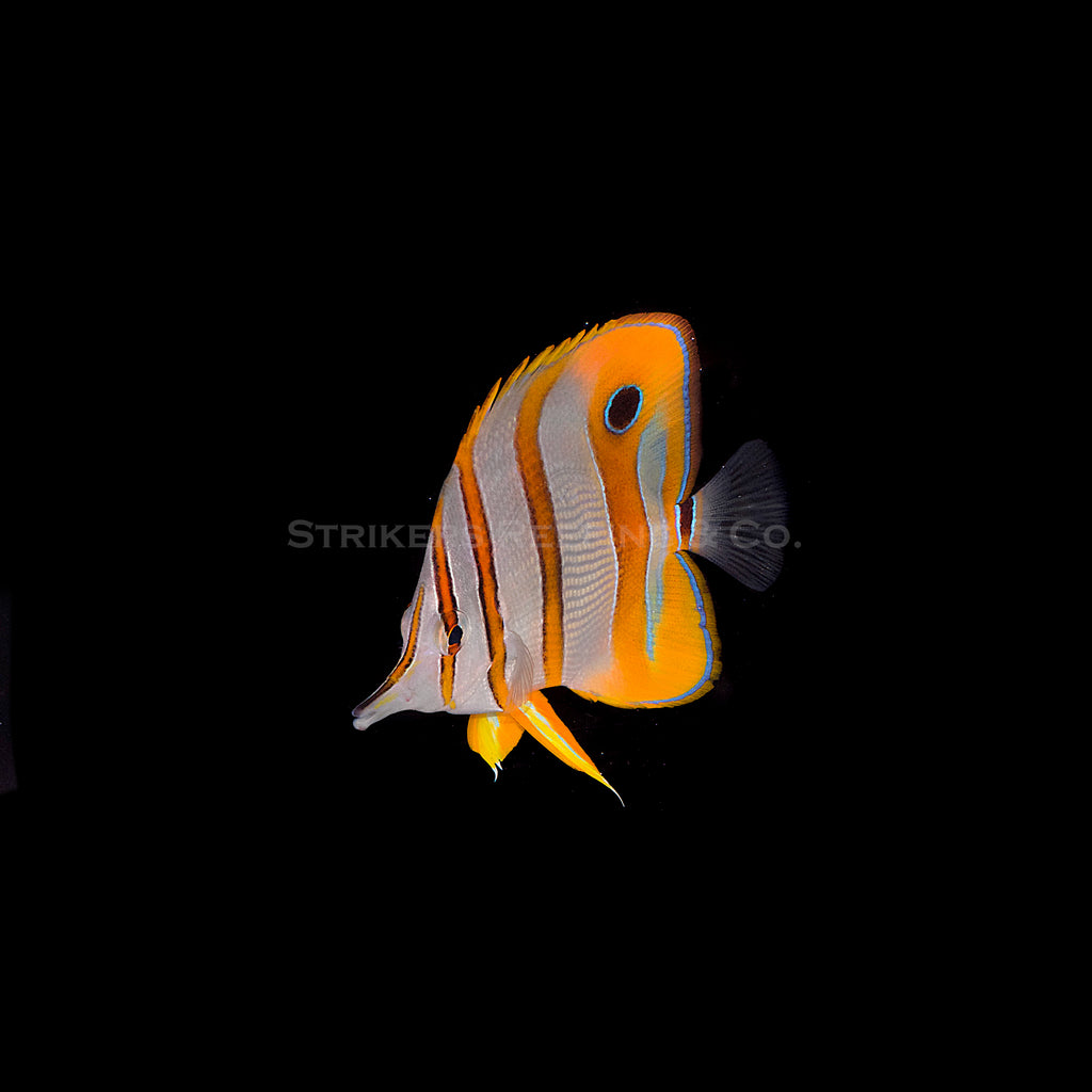 Copperband Butterfly