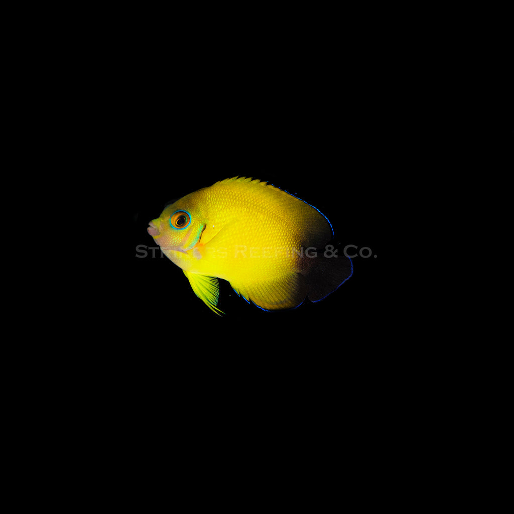 Hybrid Lemonpeel Angelfish HLP4 WYSIWYG Strikers Reefing hybrid-lemonpeel-angelfish-hlp4-wysiwyg-strikers-reefing
