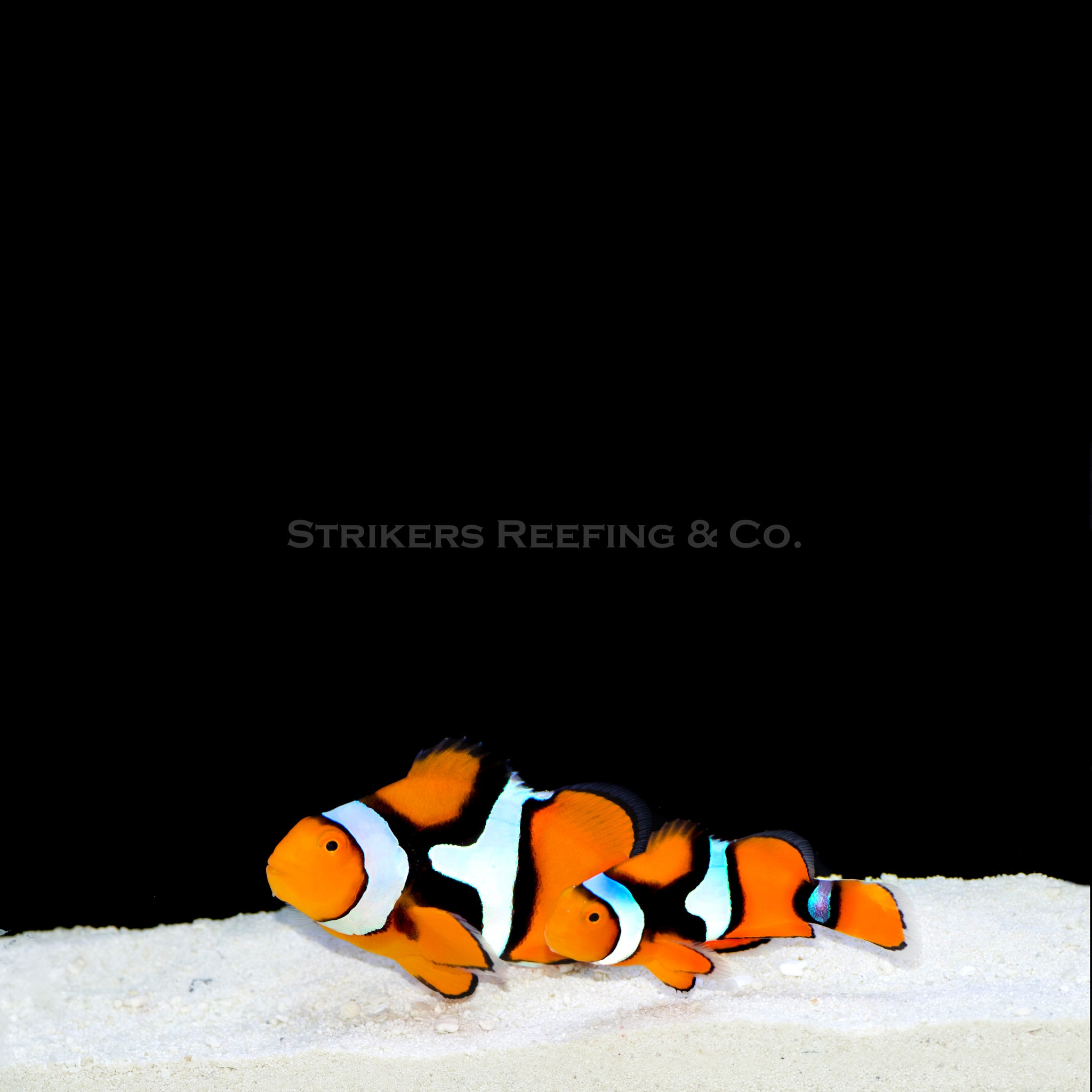 Wild Onyx Percula Clownfish