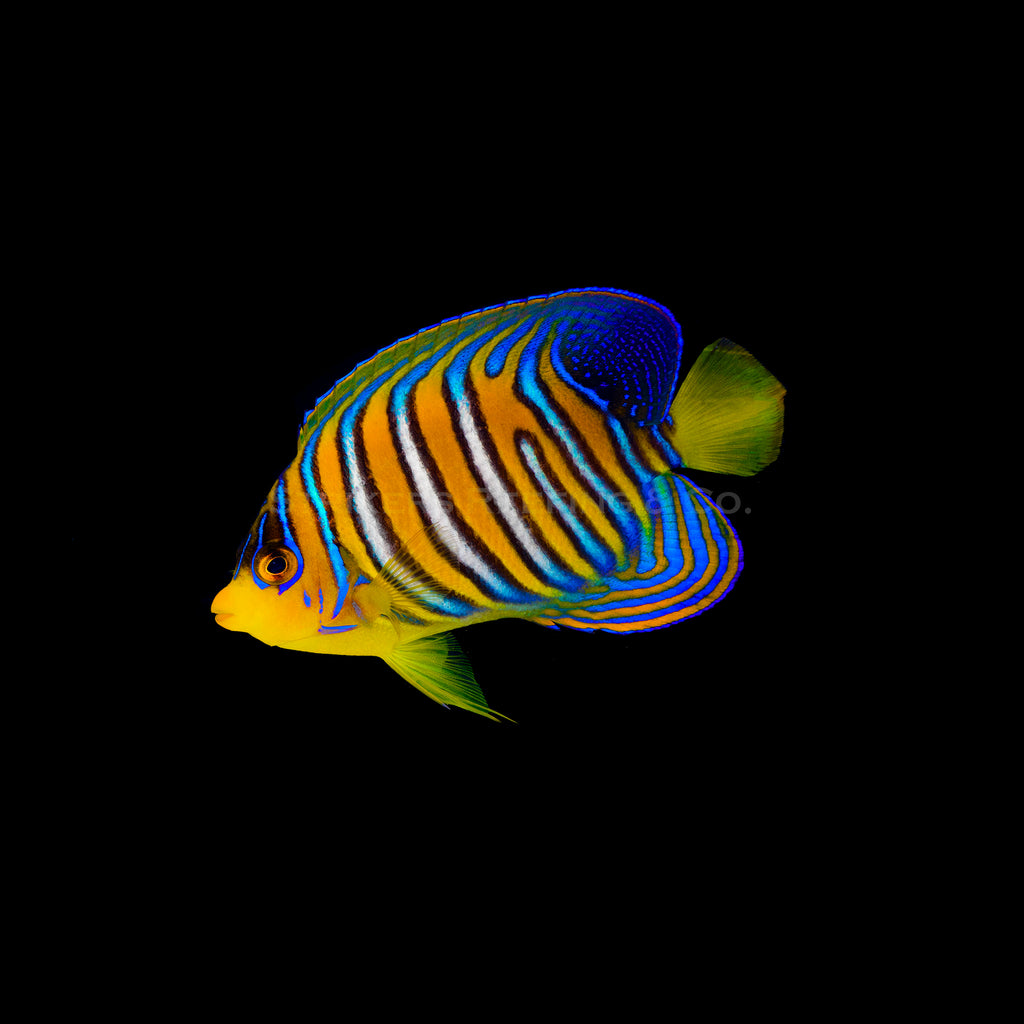 Misbar Red Sea Regal Angelfish RA15 WYSIWYG Strikers Reefing misbar-red-sea-regal-angelfish-ra15-wysiwyg-strikers-reefing