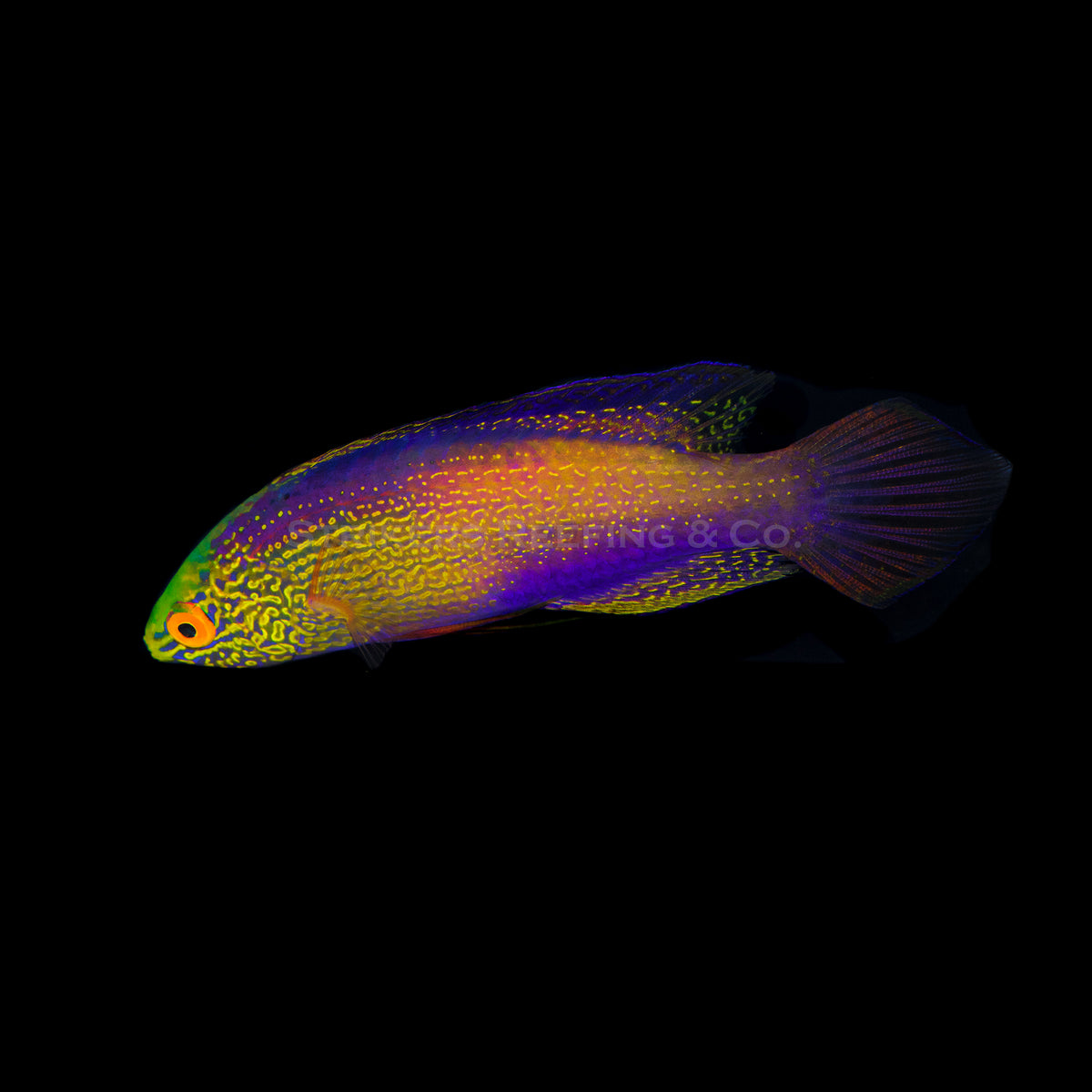 Golden Rhomboid Supermale Fairy Wrasse - RW12 - WYSIWYG – Strikers Reefing