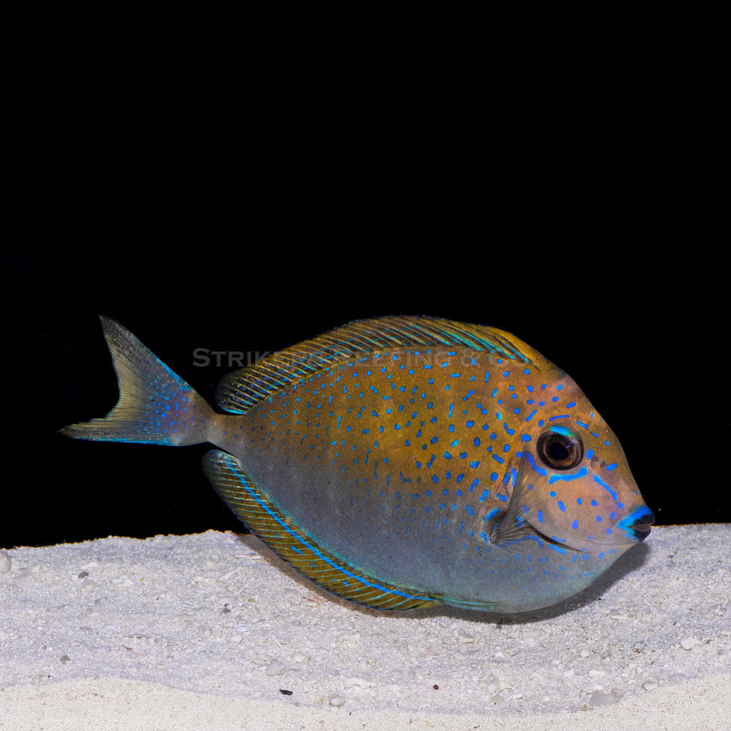 Vlamingii Unicorn Tang