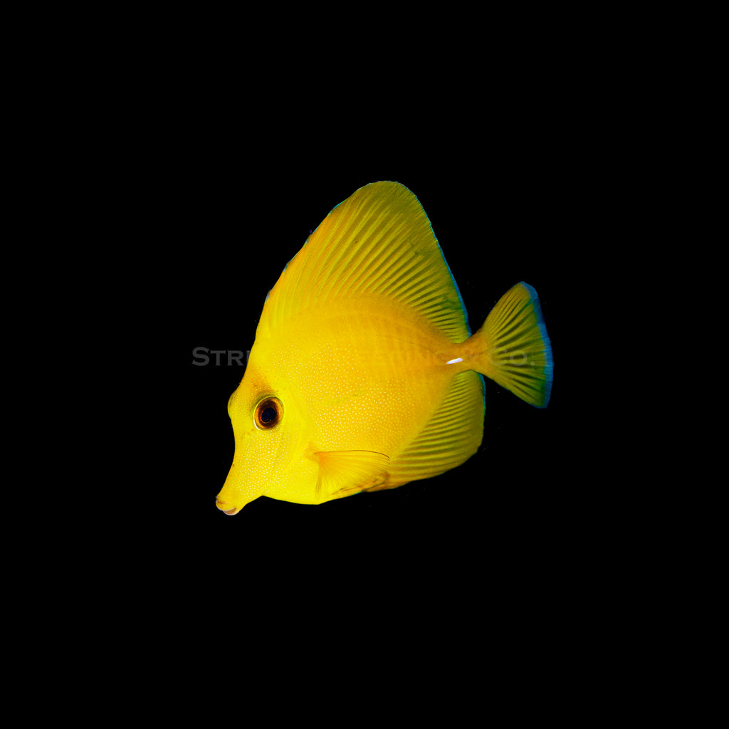 Yellow Tang Hybrid STh3 WYSIWYG Strikers Reefing yellow-tang-hybrid-sth3-wysiwyg-strikers-reefing