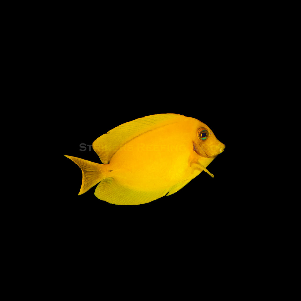 Yellow Mimic Tang YM6 WYSIWYG Strikers Reefing yellow-mimic-tang-ym6-wysiwyg-strikers-reefing