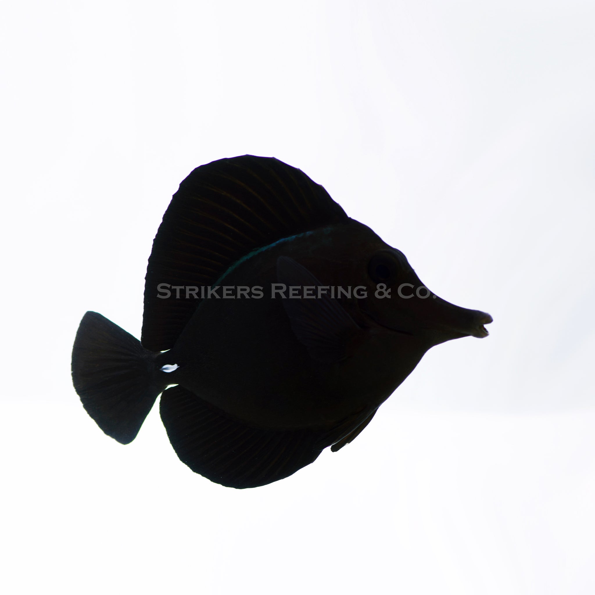 Black Tang Fish Aquarium Fish: Surgeonfishes, A.K.A. The Tangs