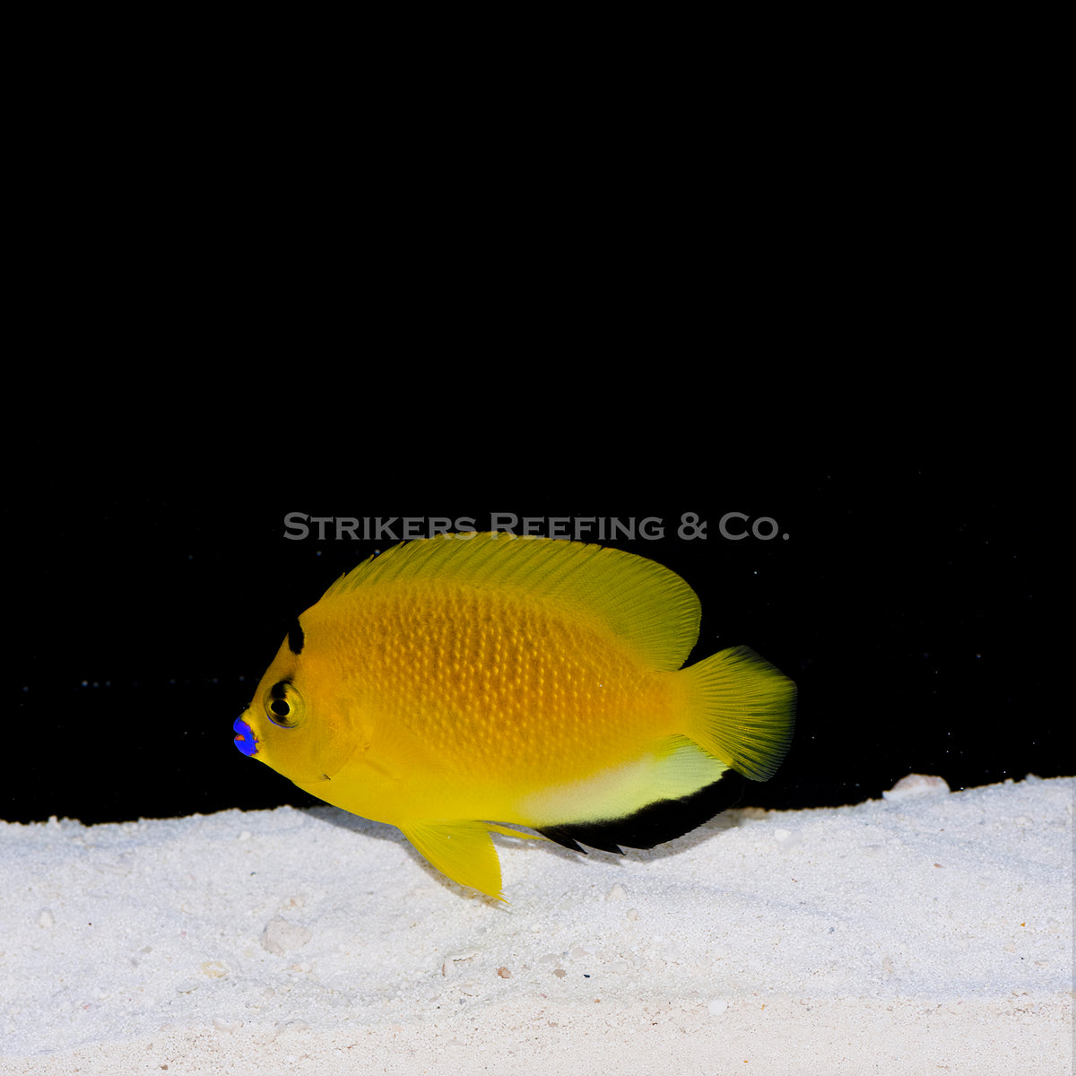 Flagfin Angelfish - FF3 - WYSIWYG – Strikers Reefing