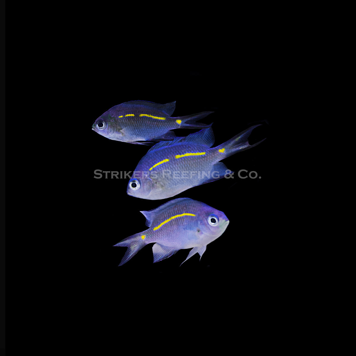 Orange Line Chromis Trio - OLC1 - WYSIWYG – Strikers Reefing