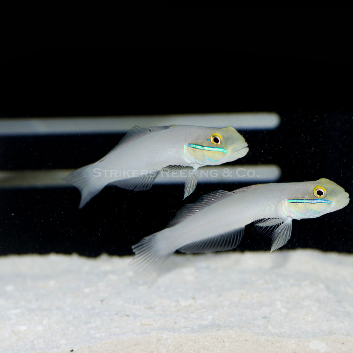 Sand Sifting Sleeper Goby (Bonded Pair) SF1 WYSIWYG Strikers Reefing
