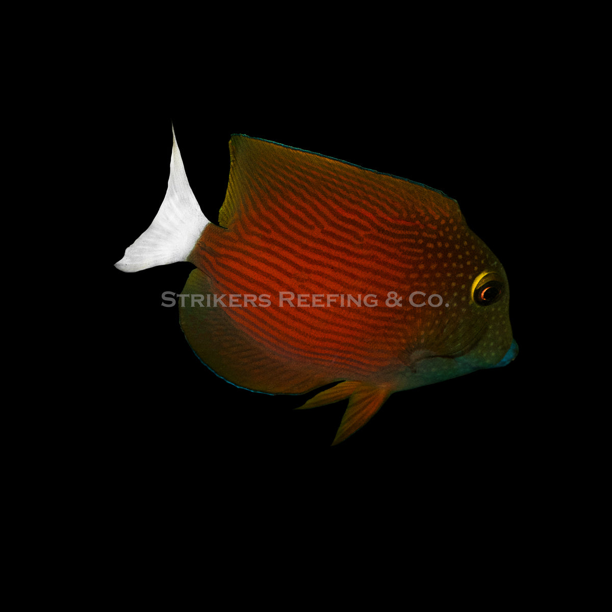 White Tail Tang – Strikers Reefing